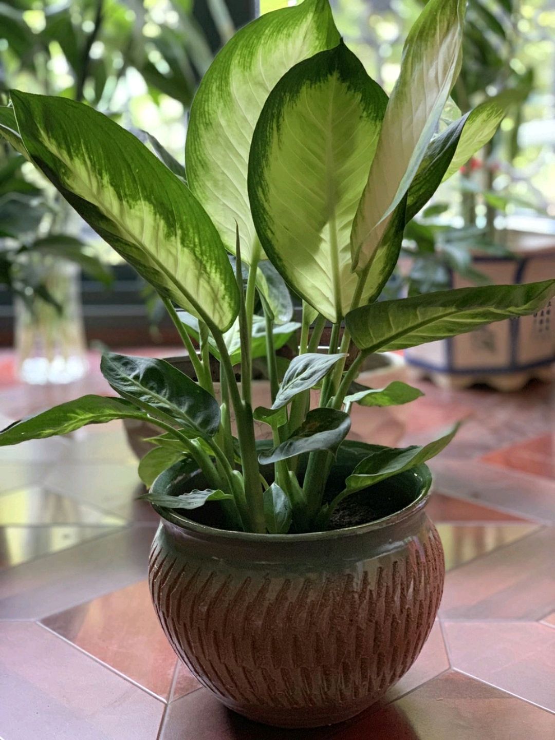 万年青叶子枯黄怎么回事,虎眼万年青叶尖枯黄怎么办