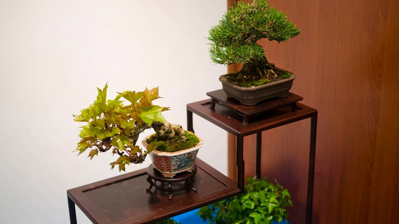 走进盆景世界领略盆景的魅力所在,浅谈盆景的大小与艺术价值