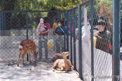 油菜花海打卡,沈阳油菜花海旅游攻略