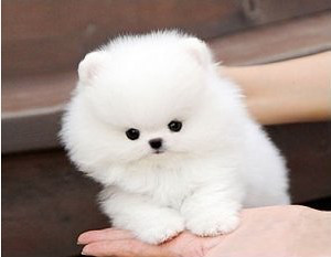 搞笑又可爱的狗子,萌到流鼻血宠物的搞笑可爱瞬间