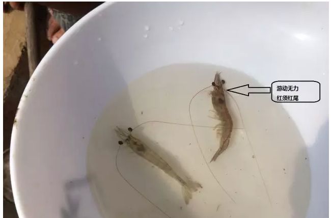 对虾红尾怎么处理,对虾应激肌肉发白怎么处理
