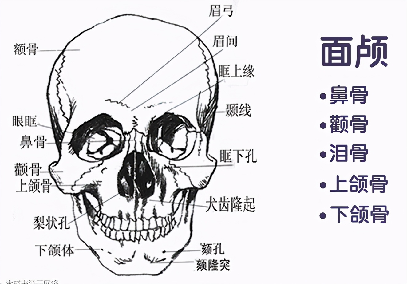 procreate写实人物起稿教程,二次元头像绘画新手教程