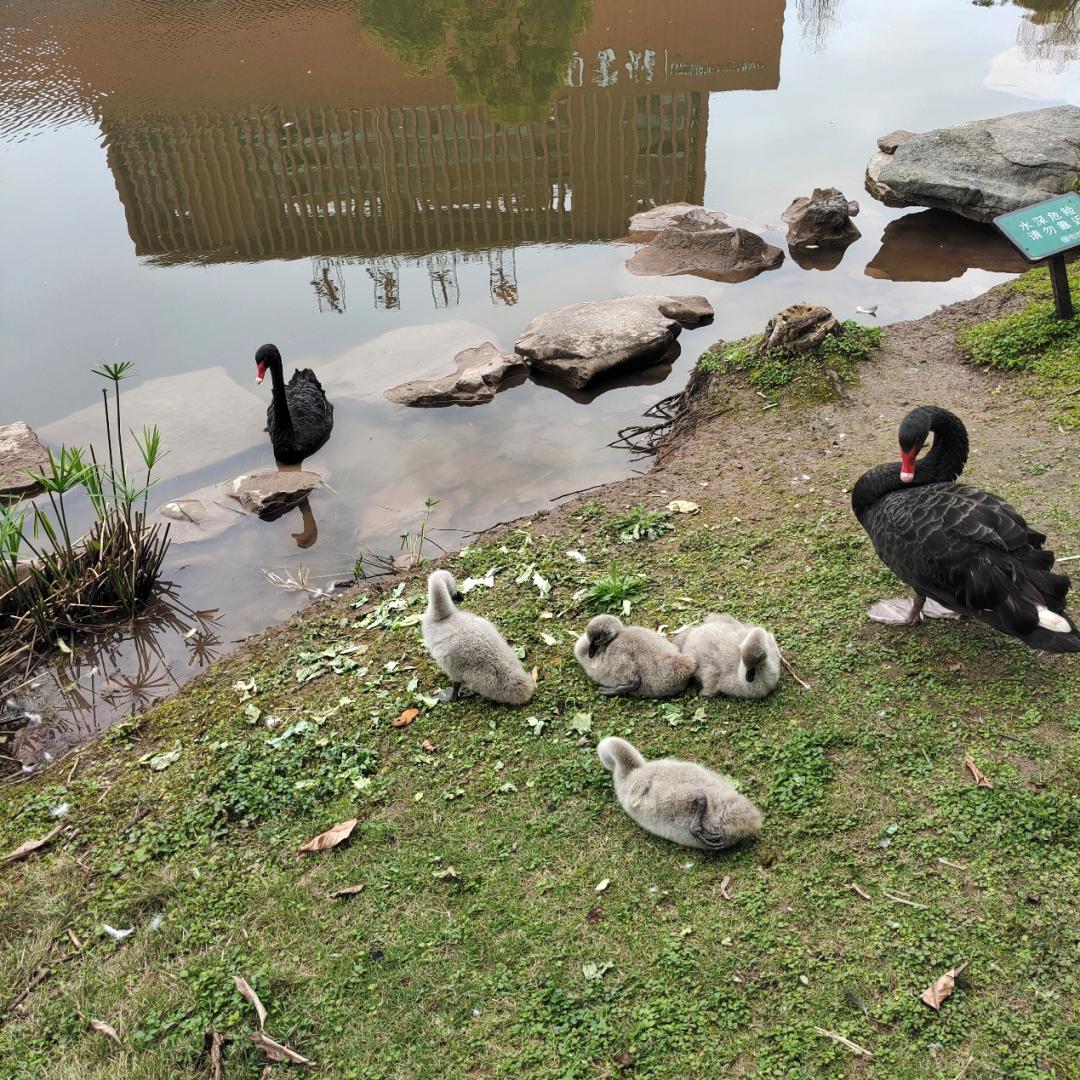 在重庆大学,有你向往的生活!