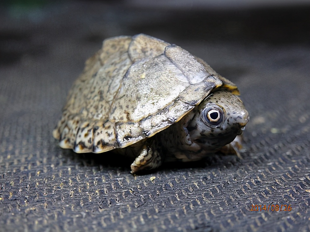 如何与小乌龟交流,怎么和怕人的小乌龟互动