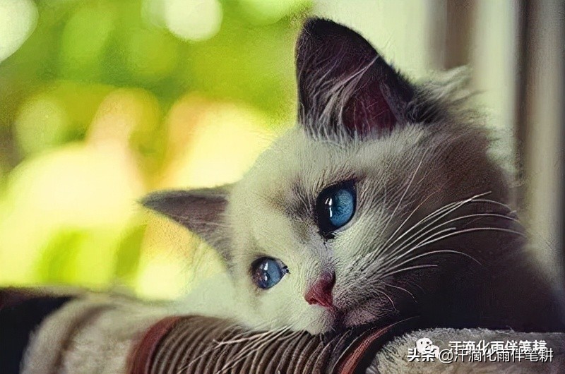 「广东中山刘振鹏」原创//​母女三只猫