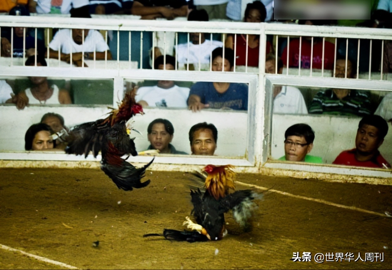 菲律宾一警察被一只公鸡杀死,斗鸡与菲律宾斗鸡打架