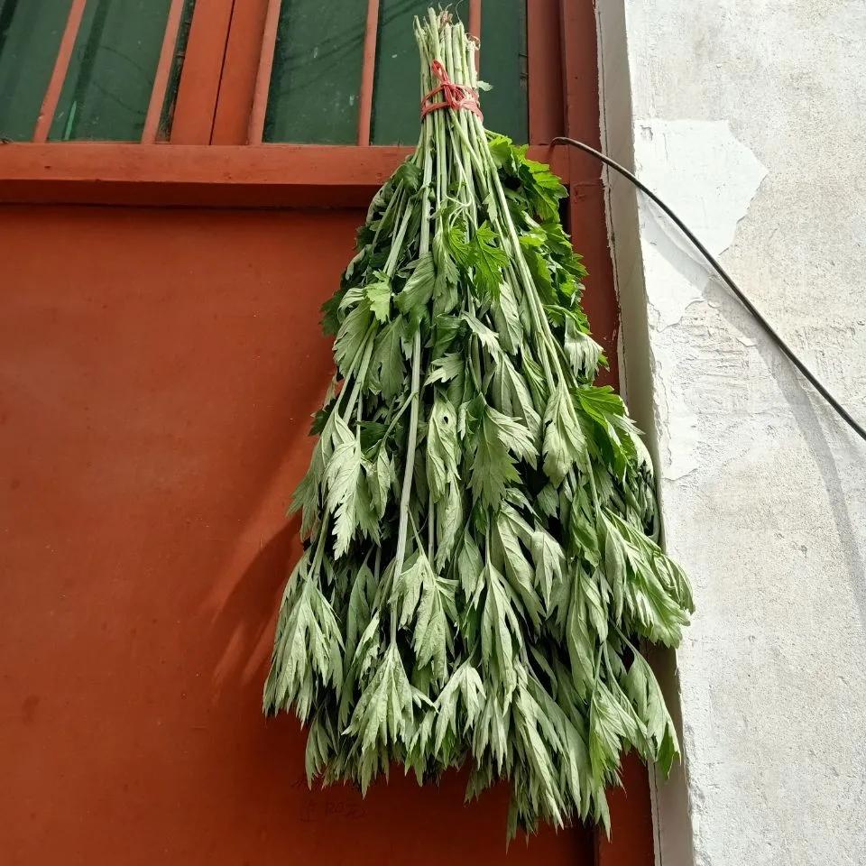 艾叶有小毒,煎汤内服要注意用量哦!