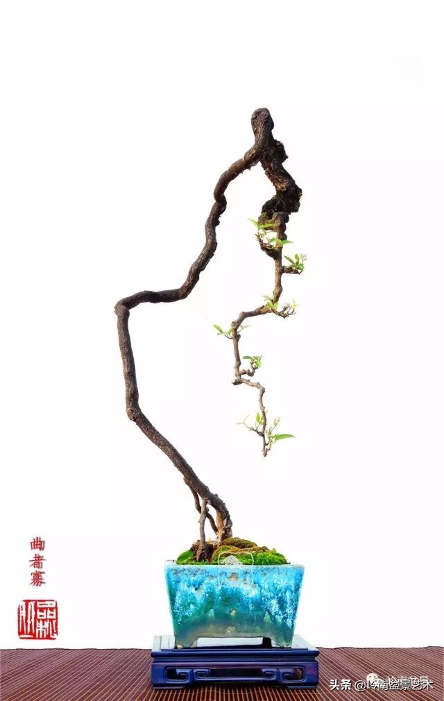 又好看又好养的盆景,最值得收藏的十种盆景