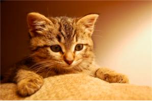 猫咪突然肚子变大怎么回事,猫咪忽然肚子大怎么回事