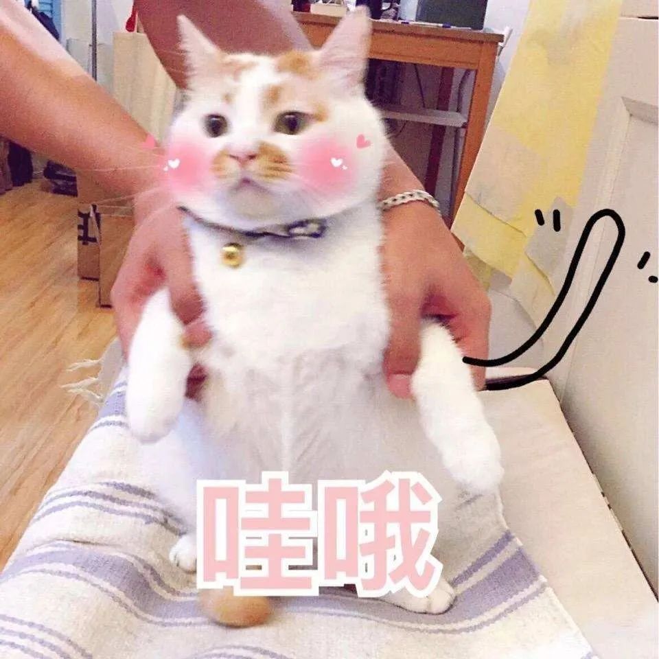 猫咪胡须对猫有什么影响,猫咪的胡子能招财吗