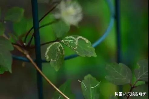 天气回暖虫害,天气渐暖虫害预防