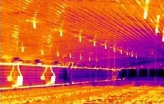 产蛋鸡冬天鸡舍温度多少合适,冬天鸡舍里的温度