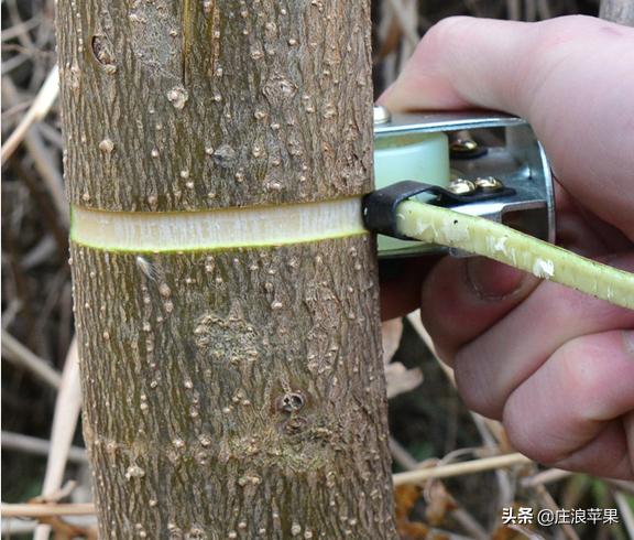 果树环切促增产技术,枣树环割增产增收