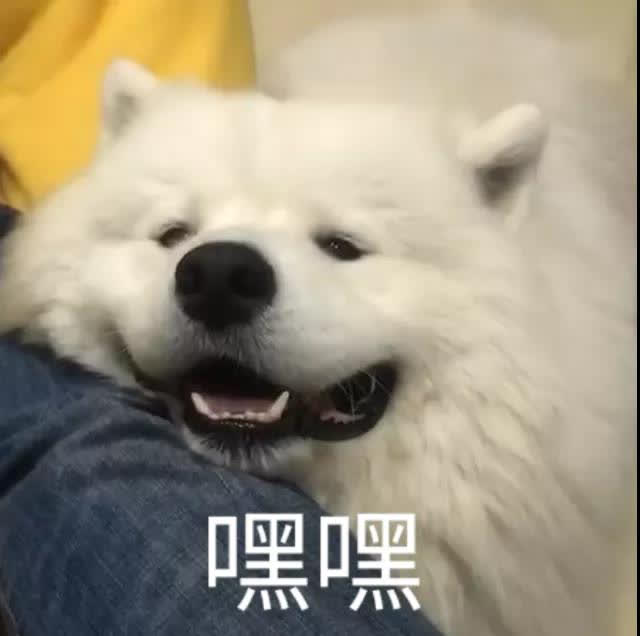 狗狗刚生出的宝宝需要铲屎官干嘛,狗子生宝宝叫主人