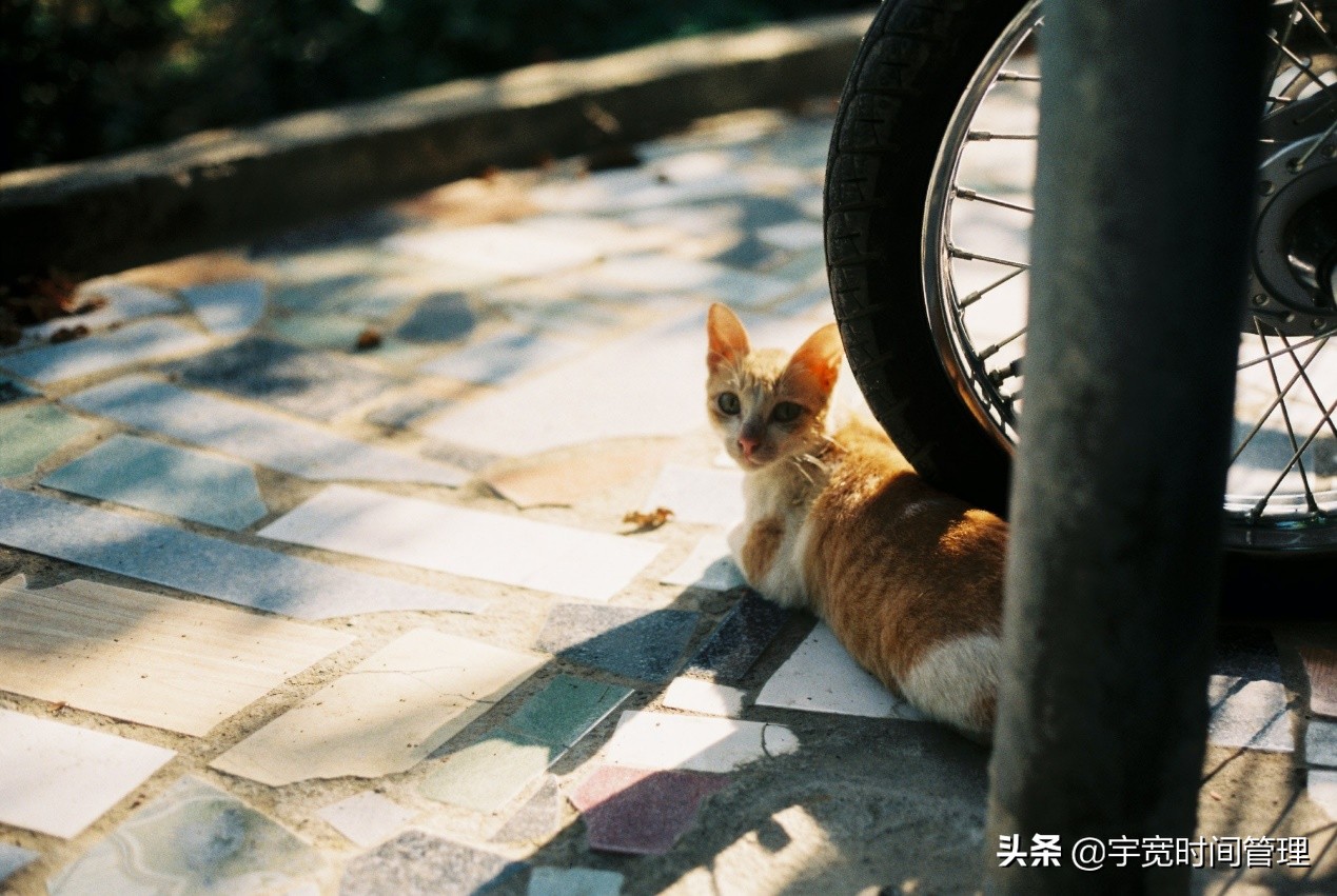 拖延症患者自救手册是什么样的书,拖延症焦虑症颓废怎么自救