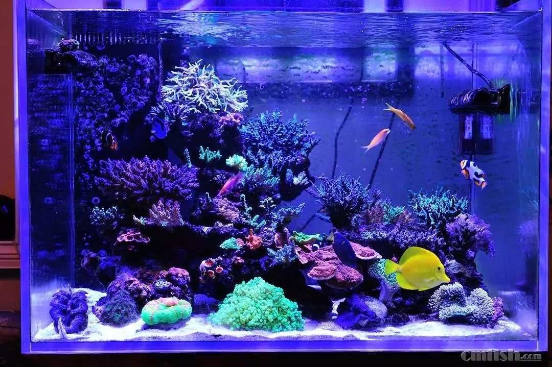 kelo海水灯,kelo灯测评