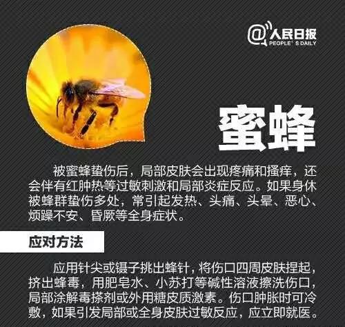 十大毒虫咬人后果,十大毒虫咬人了怎么办