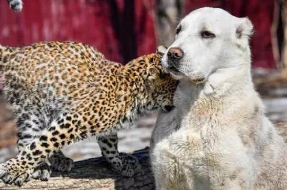 跨越种族的母爱小狗和小猫,跨越种族的母爱狗狗救小猫