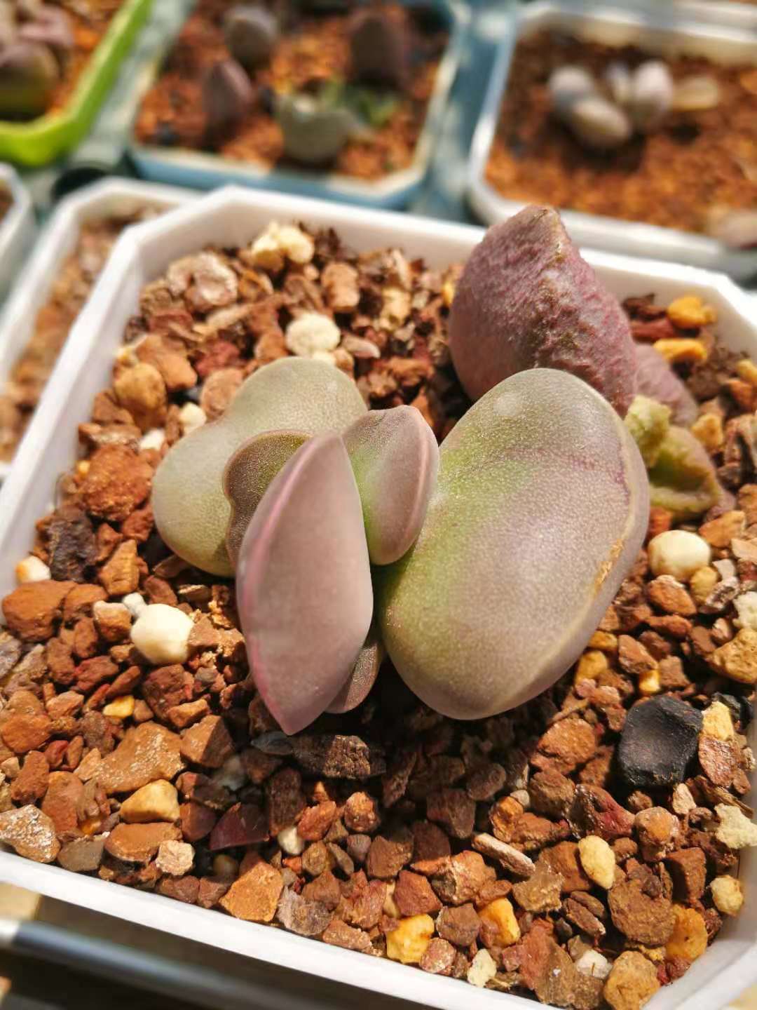 水泡多肉大全,水泡多肉叶片发焉