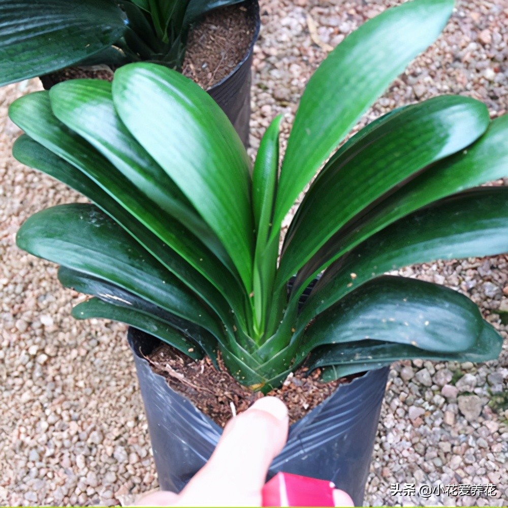 君子兰烂根用河沙栽盆几天浇水好,给君子兰浇水浇到叶心怎么办