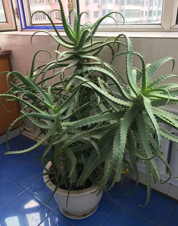 养芦荟变粗的技巧,芦荟玉树养殖方法