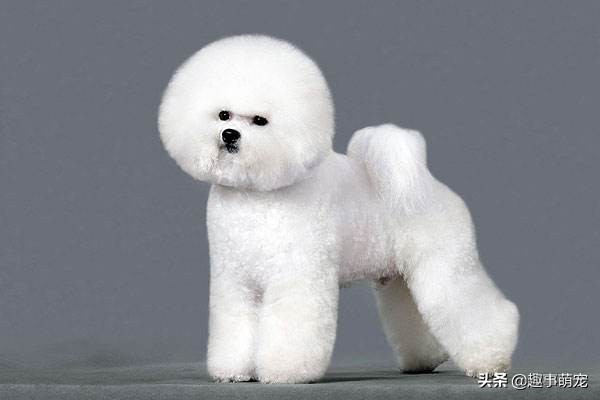 有型有款比熊犬，Part1——它最大的特点是什么？