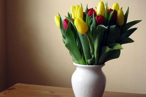 鲜花插花技巧专业术语,插花常见鲜花名称大全