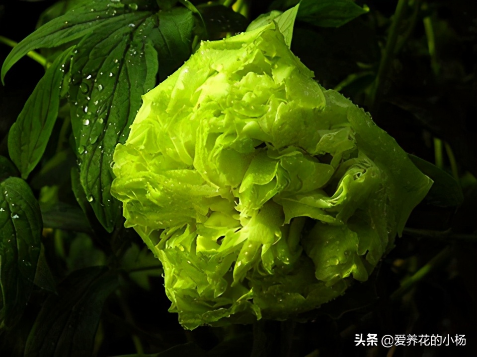 豆绿牡丹品种,好看的观赏牡丹品种