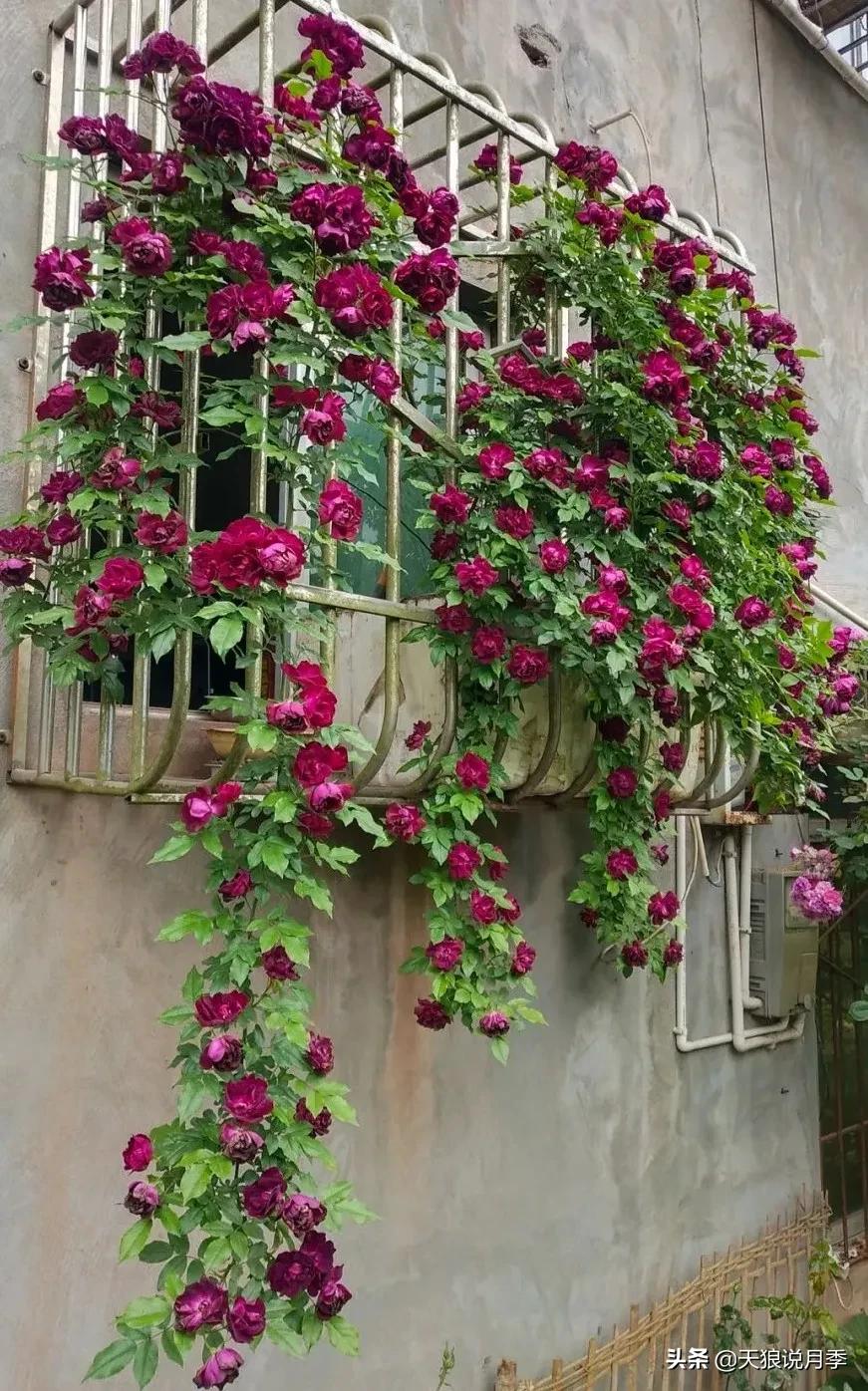 适合北阳台种的花园,采光差适合什么藤本月季