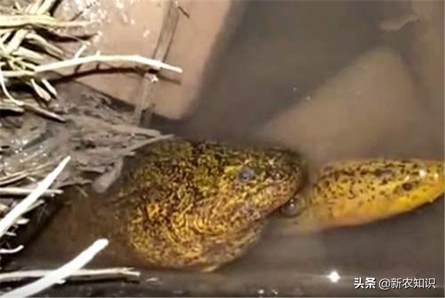 稻田养殖黄鳝技术有哪些优点,最新黄鳝稻田养殖技术