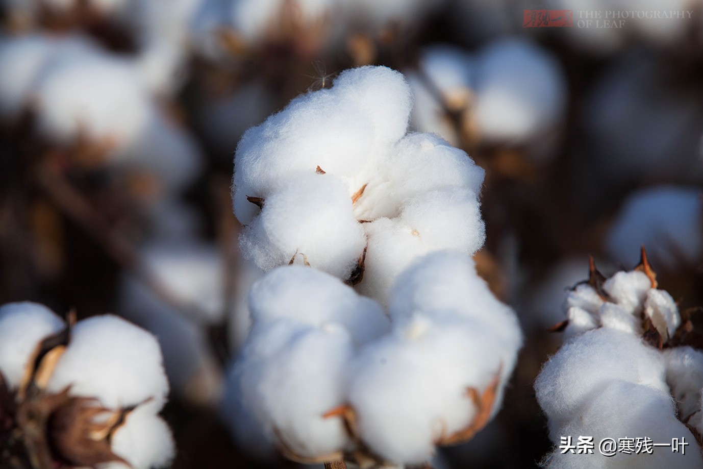新疆采棉花工一个月挣多少钱,在新疆采棉花一天能赚多少钱