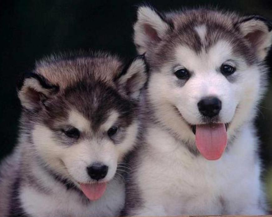 家里养只哈士奇可以辟邪吗,哈士奇的好处和坏处