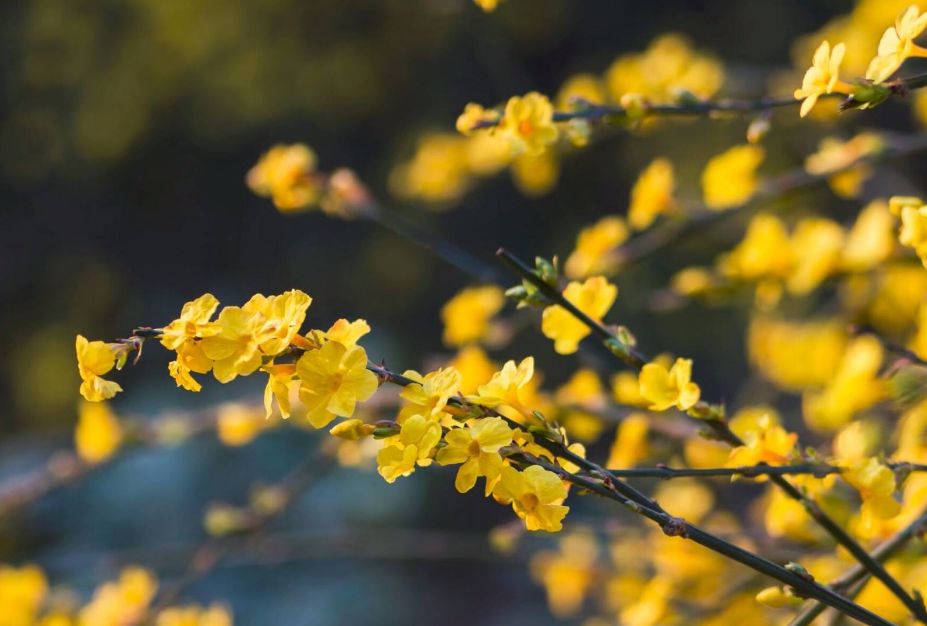 迎春花开的原创诗词,迎春花开诗词大全