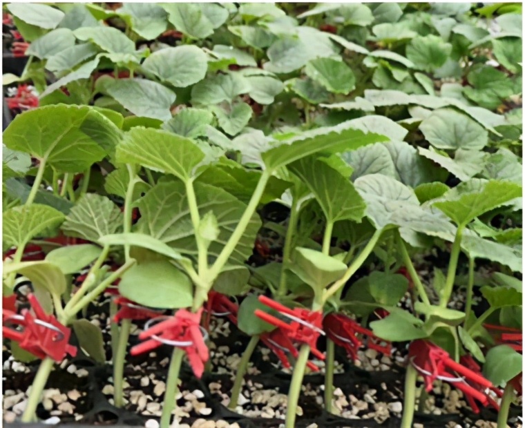 培育甜瓜苗用多大的育苗盘,甜瓜苗在穴盘里面多少天可以移栽