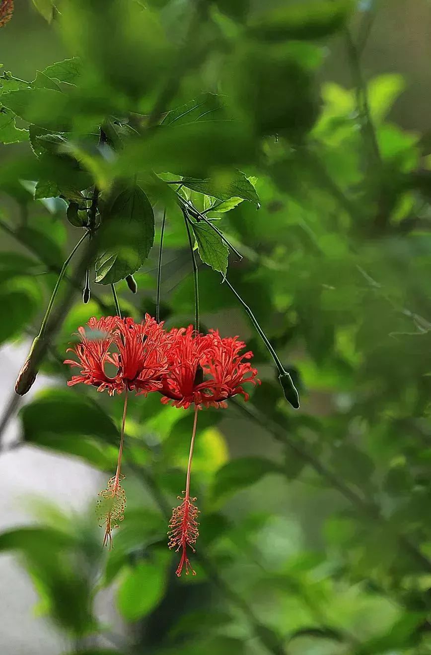 看到花的时候，不知是什么花？那就收下这份百花图谱