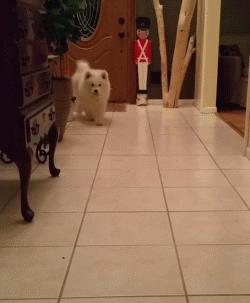 别再说笼养狗狗不好了,小恶魔萨摩耶