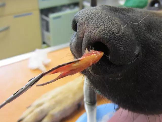 狗狗流鼻血怎么回事,狗狗热气上火怎么办