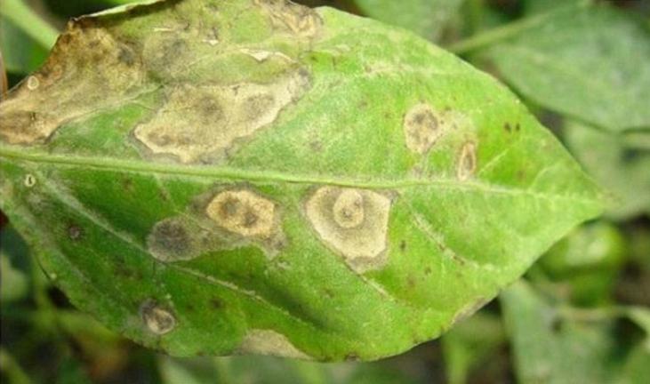 辣椒炭疽病危害叶和果，12种情形容易发病，采取这13项措施防治好