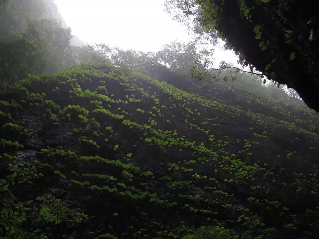 城里热山里凉快视频,高温天气清凉避暑好胜地