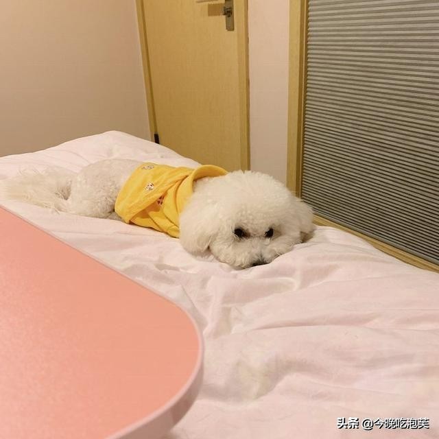 贫穷让我学会了养生,比熊在家怎么自己美容