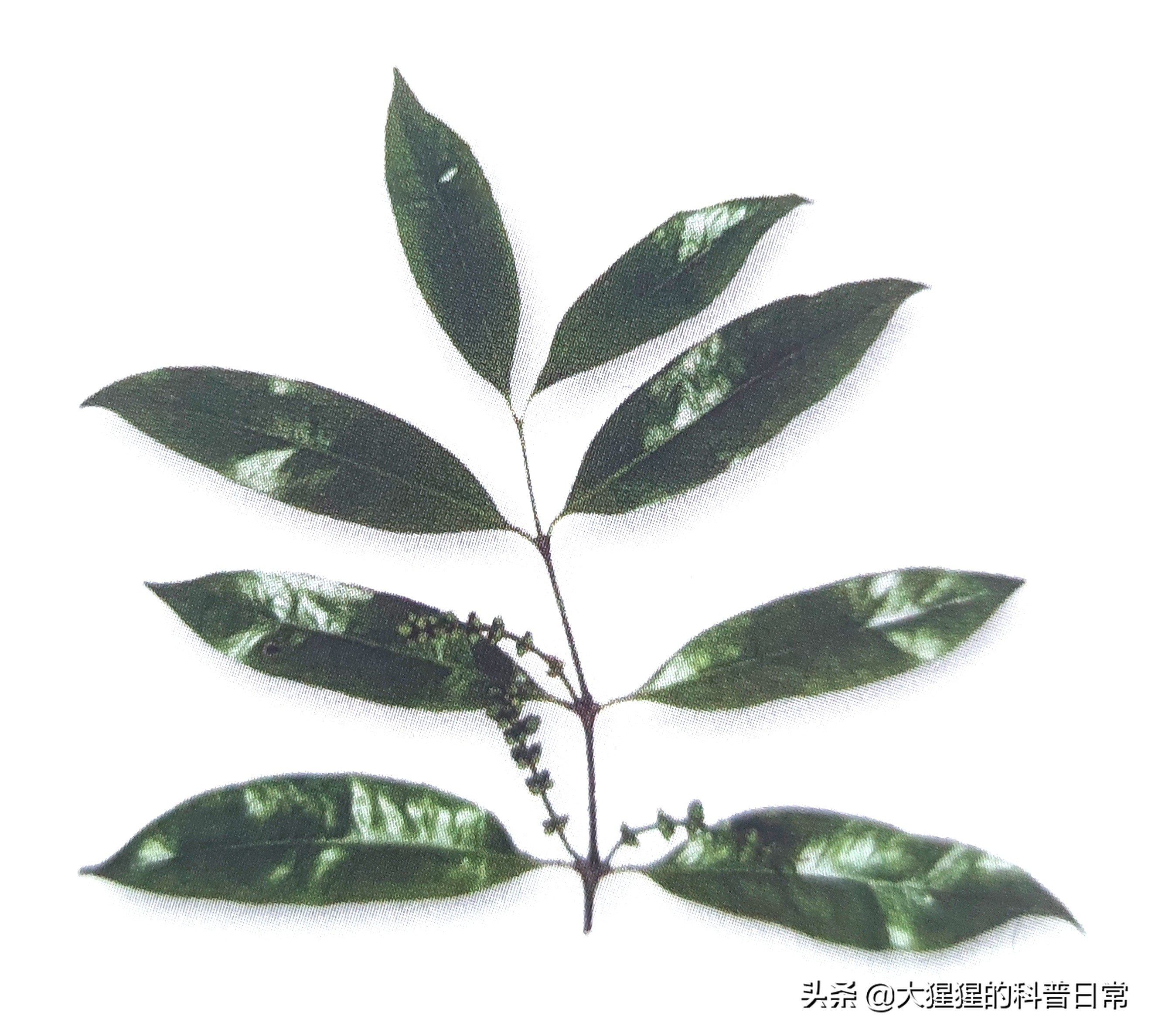 银杏的植物类群,银杏苏铁雪松水杉是裸子植物吗