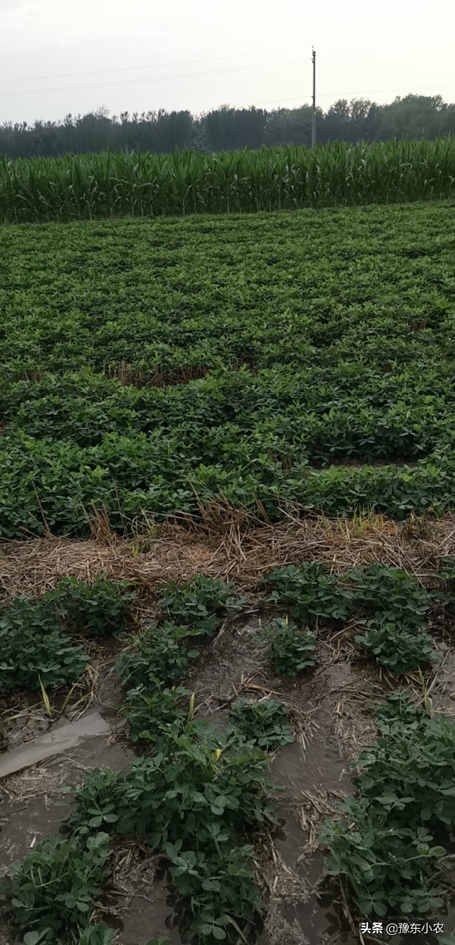 花生苗缺苗怎么补救,花生缺苗严重补种芝麻可以吗