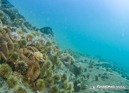 潜行多睿什么意思,潜行多睿深度评测