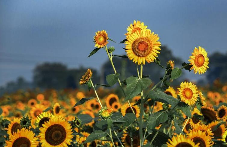 全球最美十种花,世界公认的九大最美花