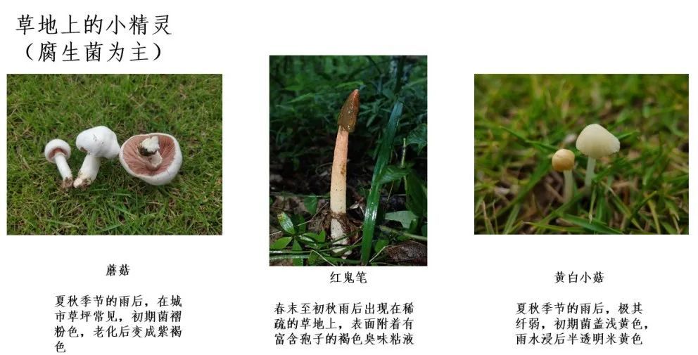 踏青摘野菜去处,野蘑菇旅游攻略