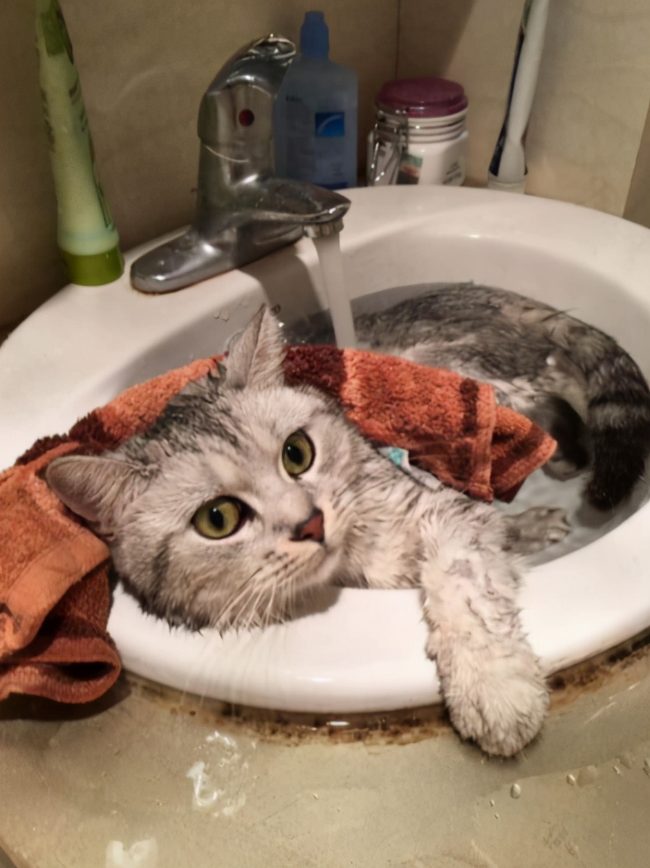 家里养的宠物猫咪需要洗澡吗,猫咪怎么养才不爬床