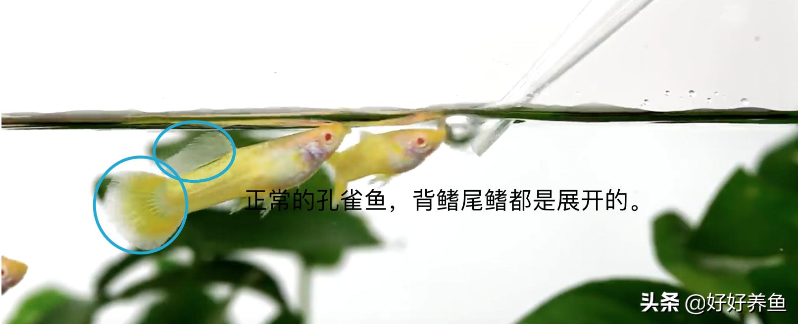 如何治疗鱼病不入坑,怎么治疗鱼病