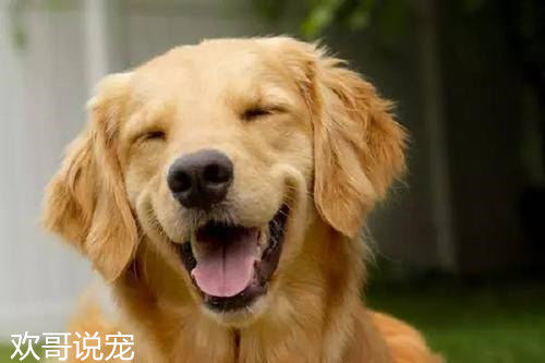 养宠经验狗狗受凉拉稀会自愈吗,幼犬狗拉稀怎么办快速解决