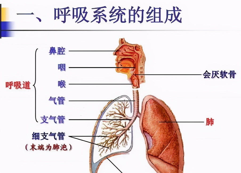 中医倪海厦治疗酒渣鼻,中医酒渣鼻是什么原因引起的