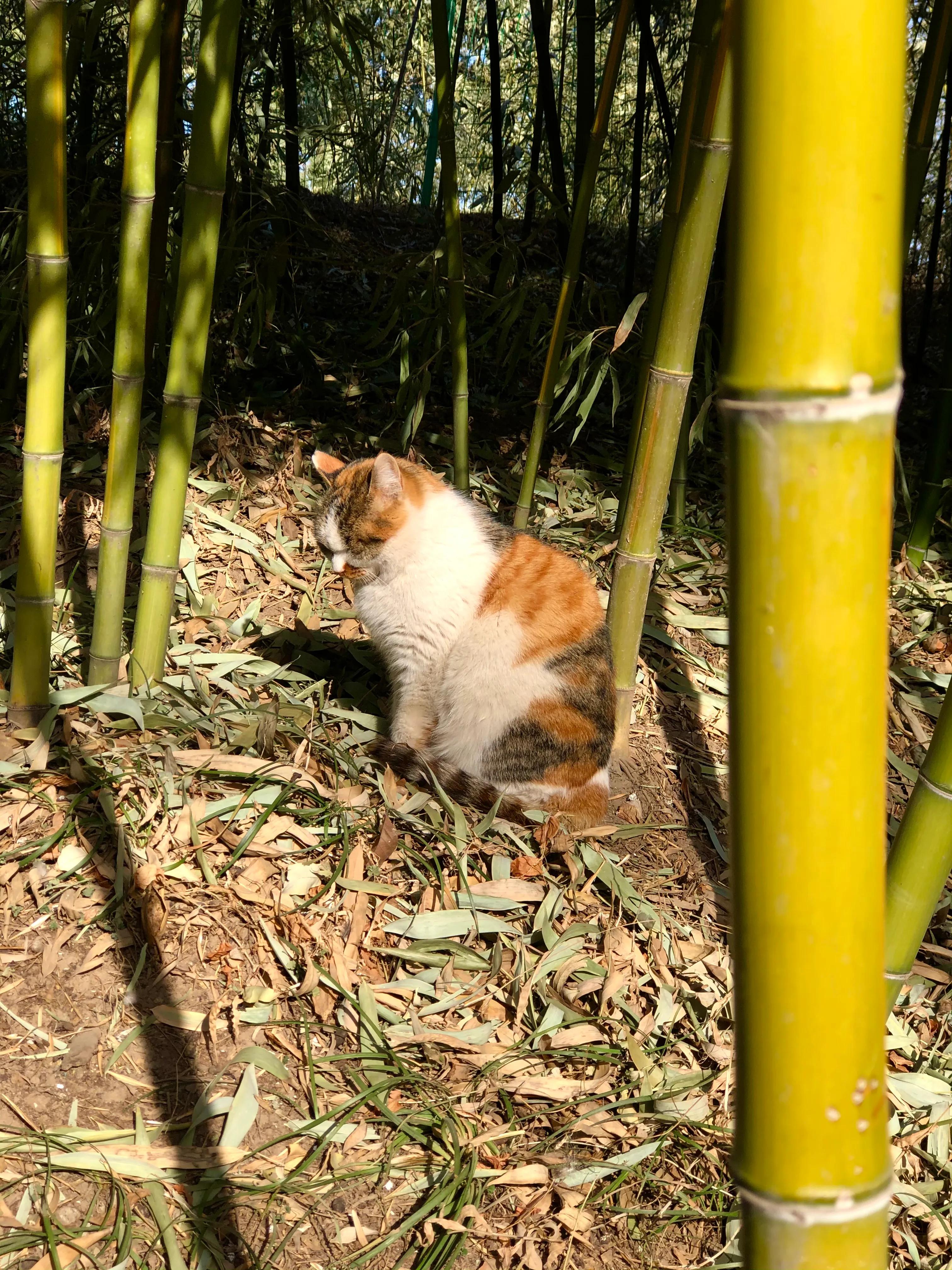 冬日紫竹院公园最新消息,冬日紫竹院公园